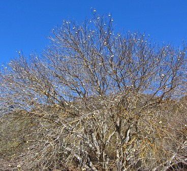 drought dormant buckeye