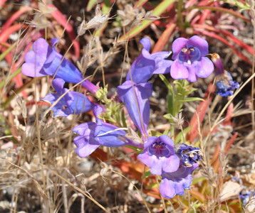 Penstemon heterophyllus